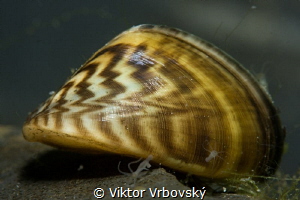 Zebra Mussel (Dreissena polymorpha) with Hydras by Viktor Vrbovský 
